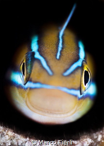 Fang Blenny, portrait by Marco Fierli 